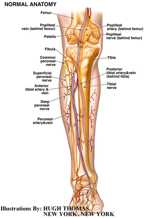 Normal-Anatomy-of-Leg